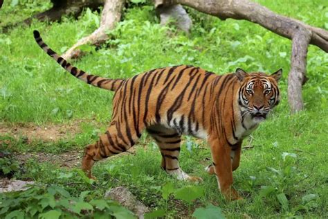 how many south china tigers are left in the world